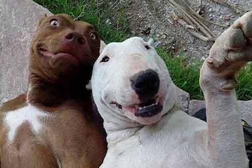 Ngắm những thước hình hài hước của các thú cưng trước camera