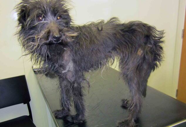 Bị cấm nuôi thú cưng 20 năm vì để chó nuôi nhịn đói