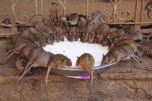 Kỳ lạ ngôi đền được tín đồ tôn thờ hơn 20.000 con chuột