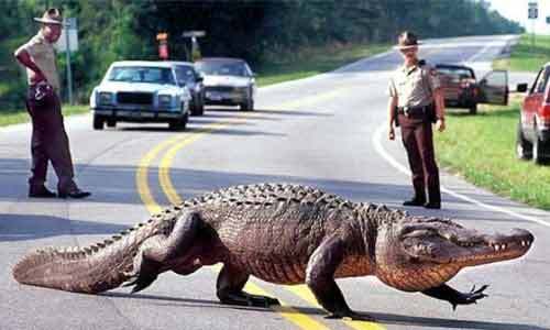 Cá sấu hỗ trợ cảnh sát bắt tên trộm ô tô 