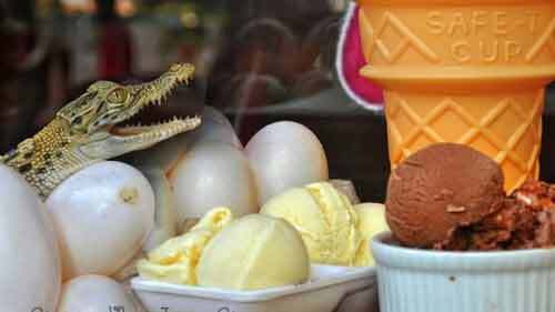Độc đáo món kem làm từ trứng cá sấu
