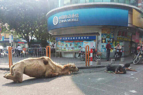 Trung Quốc: Phẫn nộ với hai kẻ dẫn lạc đà bị chặt chân để ăn xin