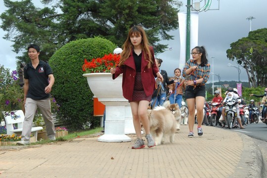 Độc đáo xem những chú chó 65 kg diễu hành ở Đà Lạt