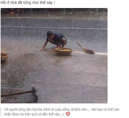 Bức hình “Nông dân đội mưa thu thóc” gây sốt cộng đồng mạng