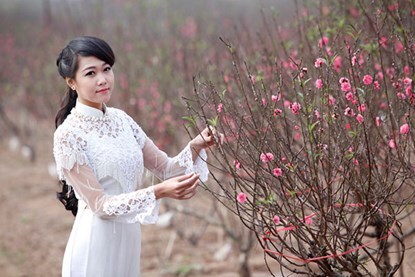 Ngất ngây thiếu nữ Hà thành “đọ sắc” bên vườn đào Nhật Tân