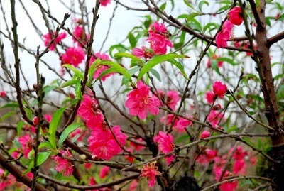 Sự tích hoa đào ngày Tết
