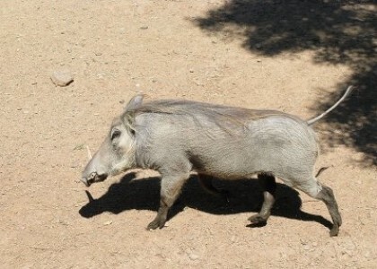 Bị heo rừng húc tới tấp, một học sinh lớp 9 chết thảm