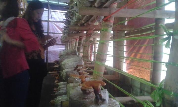 Phát triển kinh tế nông thôn với mô hình trồng nấm
