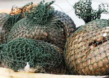 Kiểm tra hành chính, phát hiện xe khách vận chuyển 36kg tê tê