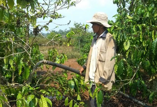 Đắk Lắk: Khô hạn kéo dài, hàng nghìn diện tích cây trồng 
