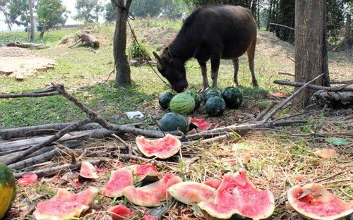 Bầu Đức thành công từ nông nghiệp, Bộ Công thương nghĩ gì?