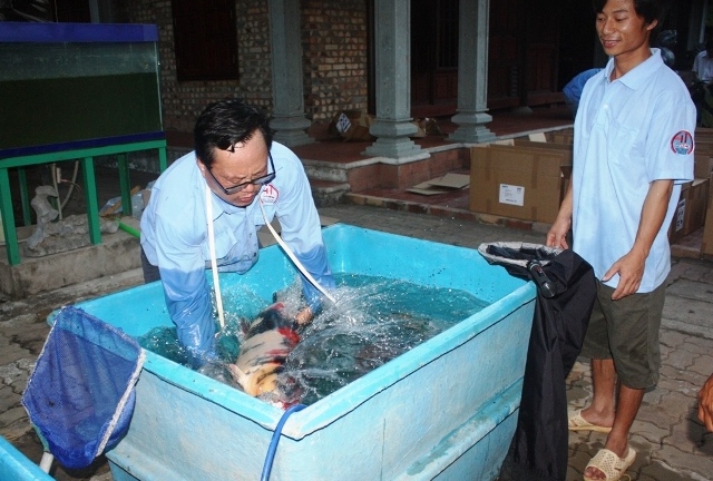 Cá Koi giá ngàn đô, “quốc ngư” Nhật Bản về Sài Gòn