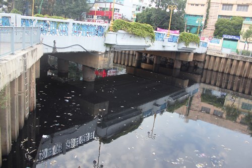 TP HCM: Cá chết bất thường, nổi trắng kênh Nhiêu Lộc- Thị Nghè