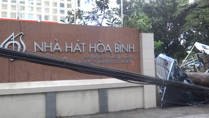 TP.HCM: Mưa lớn, cây cổ thụ đổ vào Nhà hát Hòa Bình