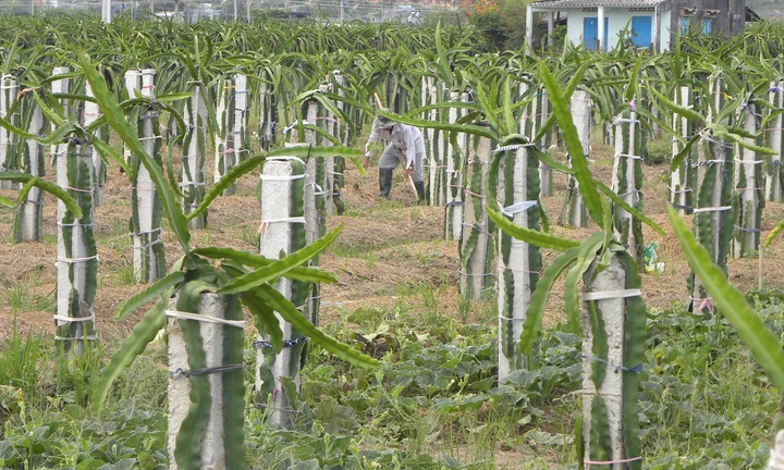 Thanh long rớt giá, dân vẫn lấp ruộng để trồng