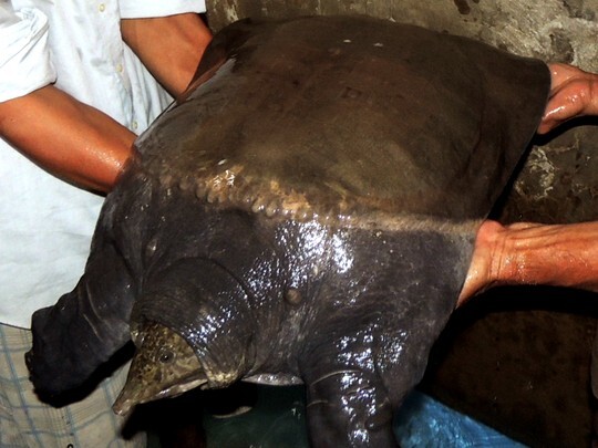 Cua đinh khủng nặng 23,5 kg mắc lưới của ngư dân