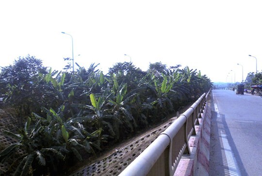 Dân dựng lều, trồng rau trên đại lộ nghìn tỷ