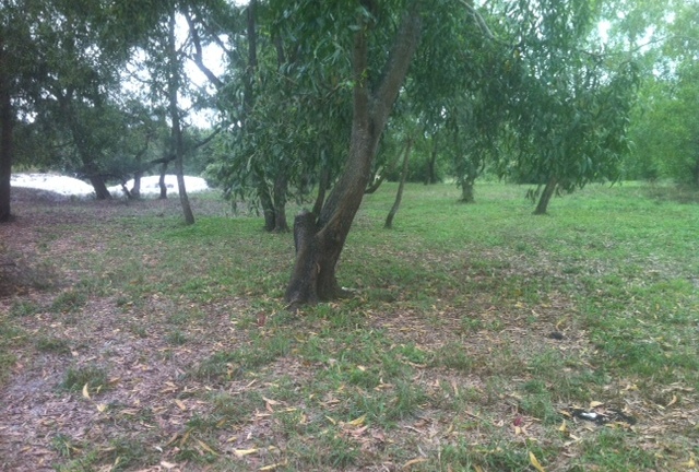 Huế: Bố thắt cổ tự tử trước ngày cưới của con