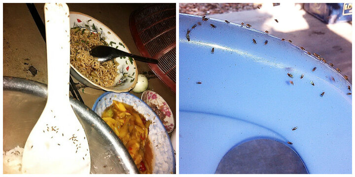 Đã xác định loại côn trùng lạ xuất hiện hàng đàn ở Bình Định