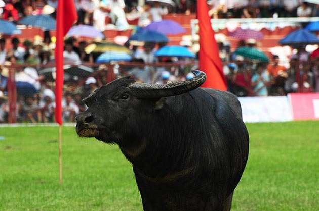 Những hình ảnh ấn tượng của Lễ hội Chọi trâu Đồ Sơn 2014