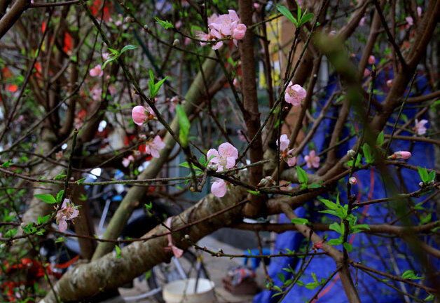 Dự báo thời tiết đêm giao thừa Tết Nguyên đán Ất Mùi 2015