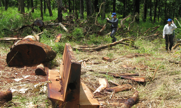 Lạng Sơn: Khốc liệt “cuộc chiến” máu chảy cùng thông 