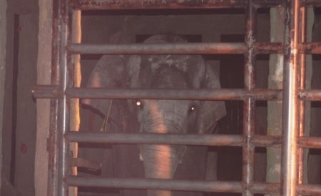 Liệt nữ họ Ngô và giấc mộng bí ẩn của vị quan thanh liêm