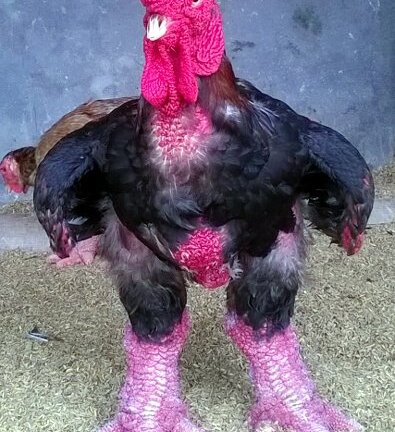 Gà đẹp nhất làng Đông Tảo: Đấu giá 5 triệu đồng/kg không bán