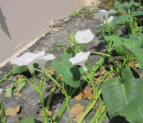 Cá tung tăng, rau xanh mướt trên nóc nhà