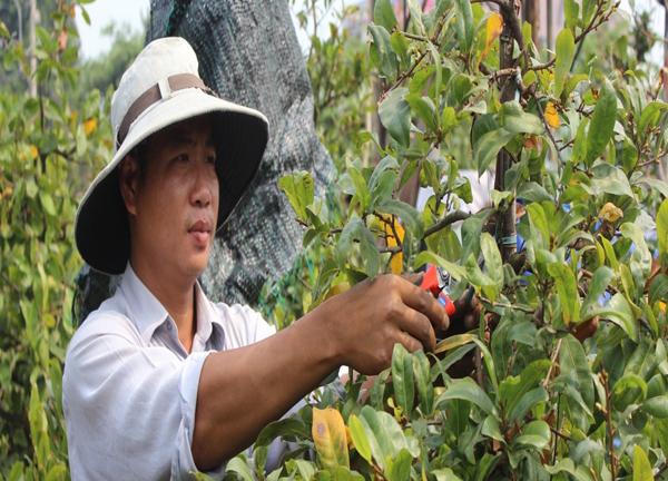 TP.HCM: Mai chơi Tết nở đúng vụ giá 90 triệu đồng