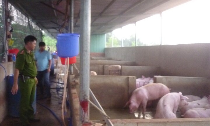 Liên tục phát hiện các cơ sở bơm nước vào heo