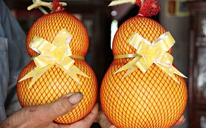 Nửa triệu đồng một cặp dưa hấu hồ lô tại vườn