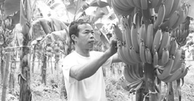 Kiếm hàng trăm triệu mỗi năm nhờ trồng chuối và nuôi rắn