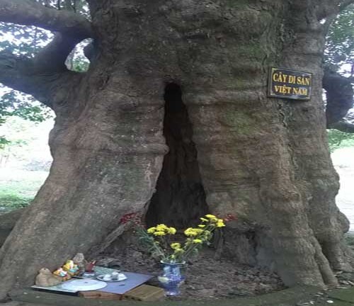 Chuyện kỳ bí về cây kơ-nia 300 tuổi có “thần cầy” trú ngụ