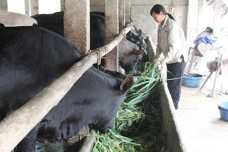 Nông dân thành tỷ phú từ nguồn vốn vay của ngân hàng