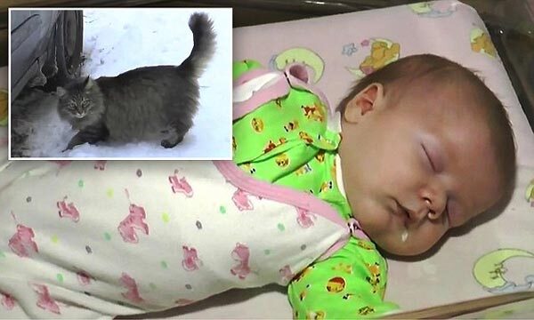 Cảm động mèo hoang “cứu sống” em bé bị bỏ rơi