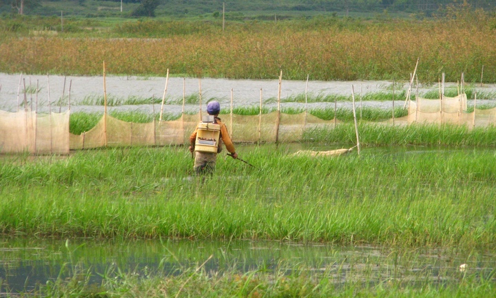 Nhức nhối nạn đánh cá bằng xung điện trên Biển Hồ 