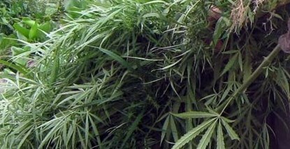 Cà Mau: Thu giữ hơn 1 tấn cần sa trong vườn nhà dân