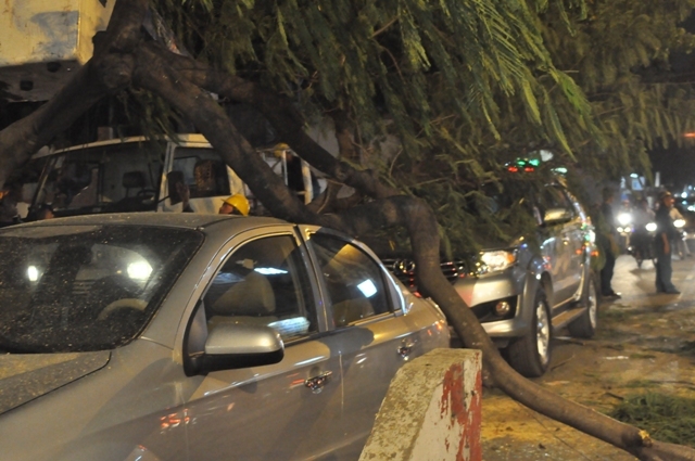 TP.HCM: Cây bật gốc đè 2 ô tô, một người bị thương