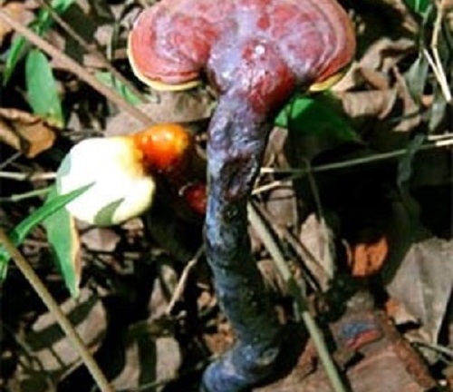 Nấm lim xanh – Vị thuốc quý từ thiên nhiên