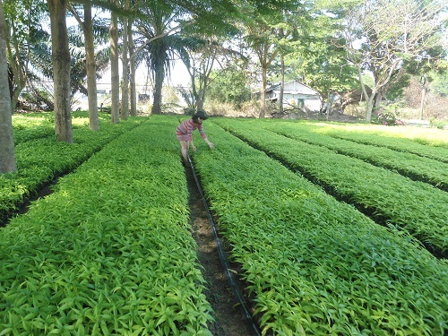 Phát hiện hợp chất mới từ cây hoàn ngọc: Palatilignan Bngatn 