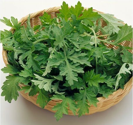 Ngải cứu – thảo dược chữa bệnh rẻ tiền