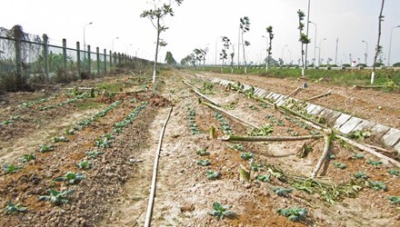 Hà Nội dẹp bỏ vườn rau canh tác trên đại lộ