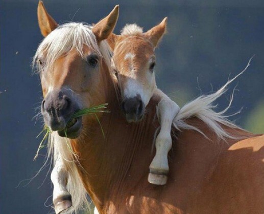 Hơn 7 nghìn tỷ đồng xây dựng công viên động vật hoang dã