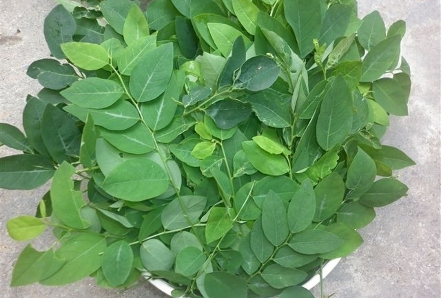 Làm đẹp và giảm cân từ rau ngót