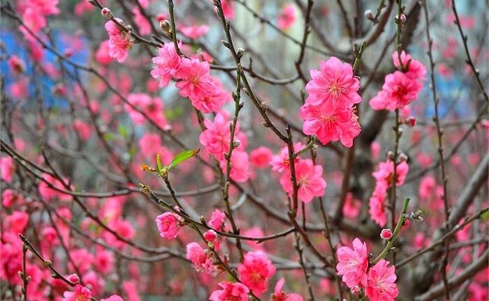 Chọn đào đón may mắn đầu năm mới