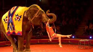 Thương tâm bé trai 12 tuổi đang cho voi đoàn xiếc ăn thì bị quật chết