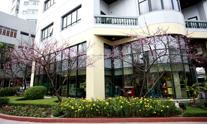 Hoa anh đào Nhật Bản khoe sắc giữa lòng Hà Nội