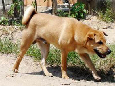 Bị chó dại cắn, bé gái 10 tuổi tử vong, làm mẹ sảy thai