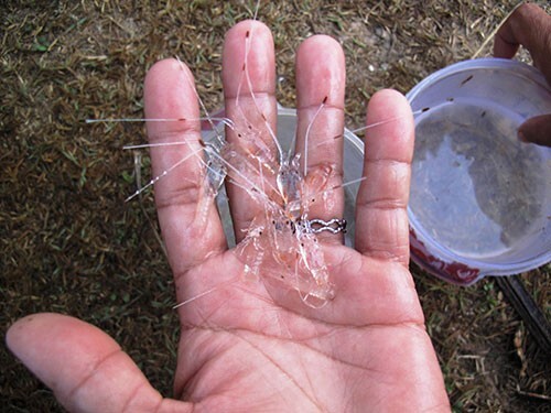 Đổ xô săn tôm hùm trắng kiếm hàng chục triệu đồng/ngày